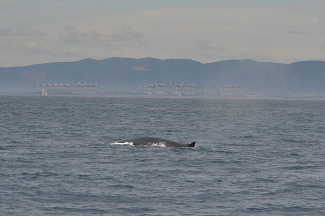 8-Hour Whale Watching in Barcelona - Key highlights you’ll care about