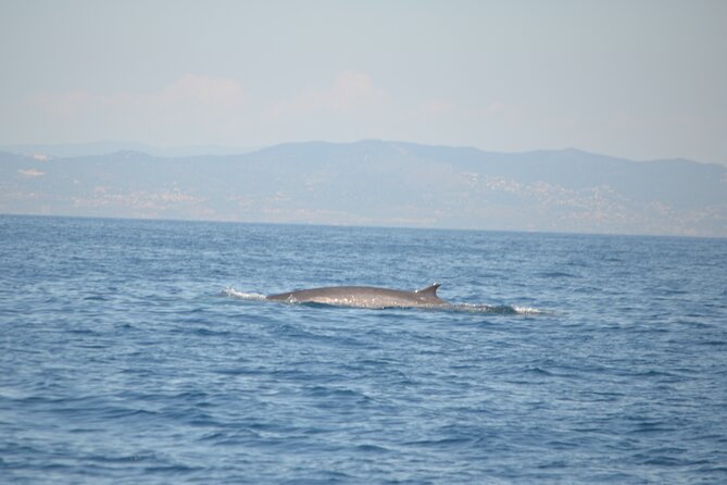 8-Hour Whale Watching in Barcelona - What You Might See: Dolphins, Sunfish, and a Big Surprise