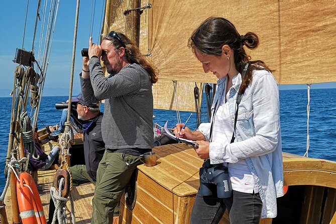 8-Hour Whale Watching in Barcelona - Who Should Book This Whale Watching Cruise
