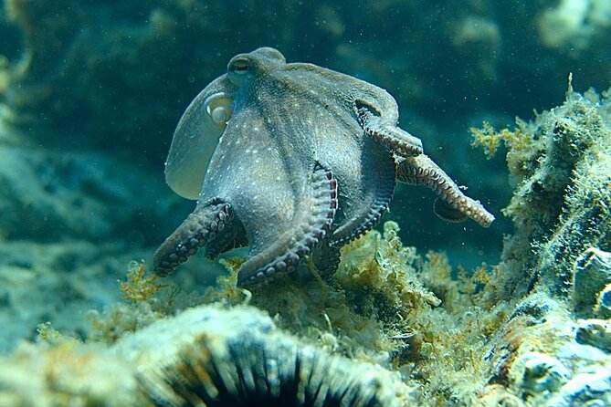 Barcelona Adventure: Costa Brava Hike & Snorkel - Heat-Wave Friendly (When the Coast Is Kind)