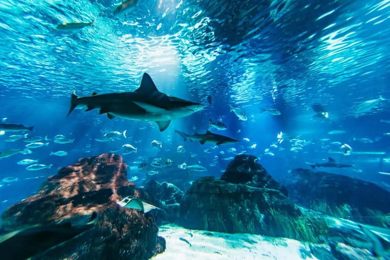 Barcelona Aquarium: Entry Ticket - Key Highlights You’ll Notice Fast