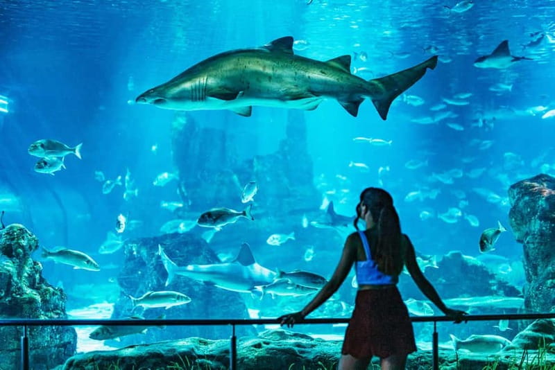 Barcelona Aquarium: Entry Ticket - Journey to the Depths and the SubAqua Explorer: What This Room Is For