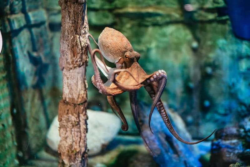 Barcelona Aquarium: Entry Ticket - The Oceanarium You Came For: 80m Transparent Tunnel Among Sharks