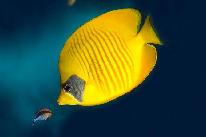 Barcelona Aquarium Skip the Line Ticket - Food, Shops, and Making It a Port Vell Stop