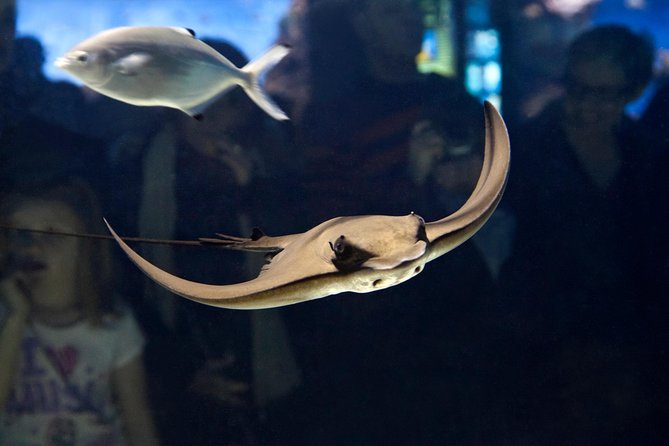Barcelona Aquarium Skip the Line Ticket - Should You Book the Barcelona Aquarium Skip the Line Ticket?