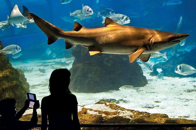 Barcelona Aquarium Skip the Line Ticket - Planeta Aqua and Explora: Why the Aquarium Works for Families