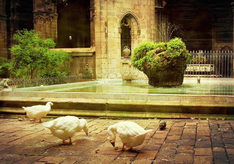 Barcelona Cathedral: Ticket, Guided Tour and VR Experience - Chapel of Saint Lucia: The Light Moment You’ll Want Your Camera For