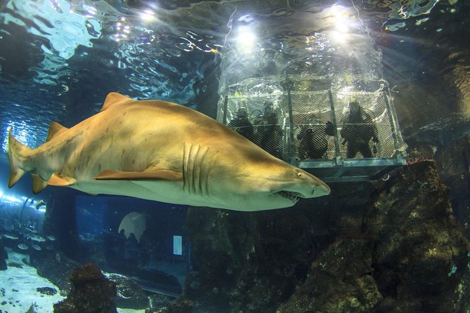 Barcelona City Tour Hop-On Hop-Off and Aquarium - L’Aquàrium de Barcelona at Port Vell: what you’ll actually see