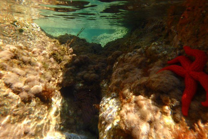 Barcelona Costa Brava Kayak, Snorkel & Cliff Jump Day Tour - Safety, fitness, and the one rule that controls everything