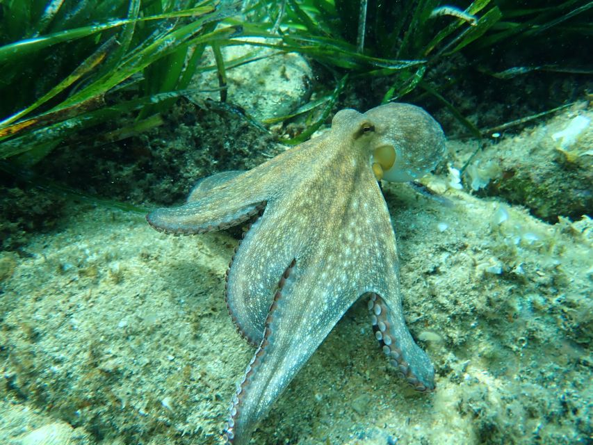 Barcelona: Costa Brava Kayak, Snorkel & Cliff Jump & Lunch - Camino de Ronda Walk + Cocktail Break + Final Water Time