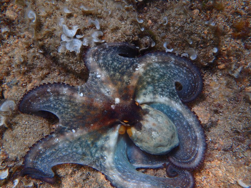 Barcelona: Costa Brava Kayak & Snorkeling Small Group Tour - Costa Brava Kayak and Snorkel: Quick highlights that matter