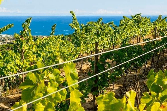 Barcelona eBike Beach Private Tour to Vineyards & Picnic - Who this tour suits best (and who should choose another option)