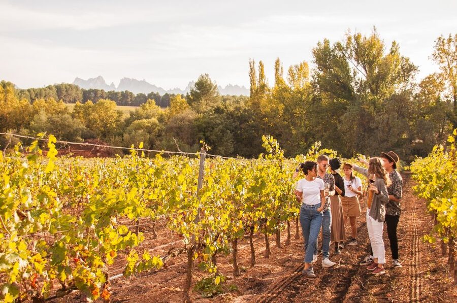 Barcelona: Full-Day Montserrat & Wine Small Group Tour - The tasting: three wines, plus the cellar-and-vines walk