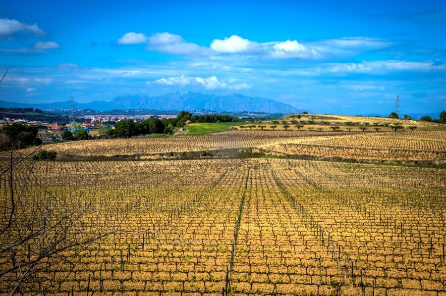 Barcelona: Guided Half-Day Wine and Electric Bike Tour - Your e-bike setup: effortless riding, real biking skills