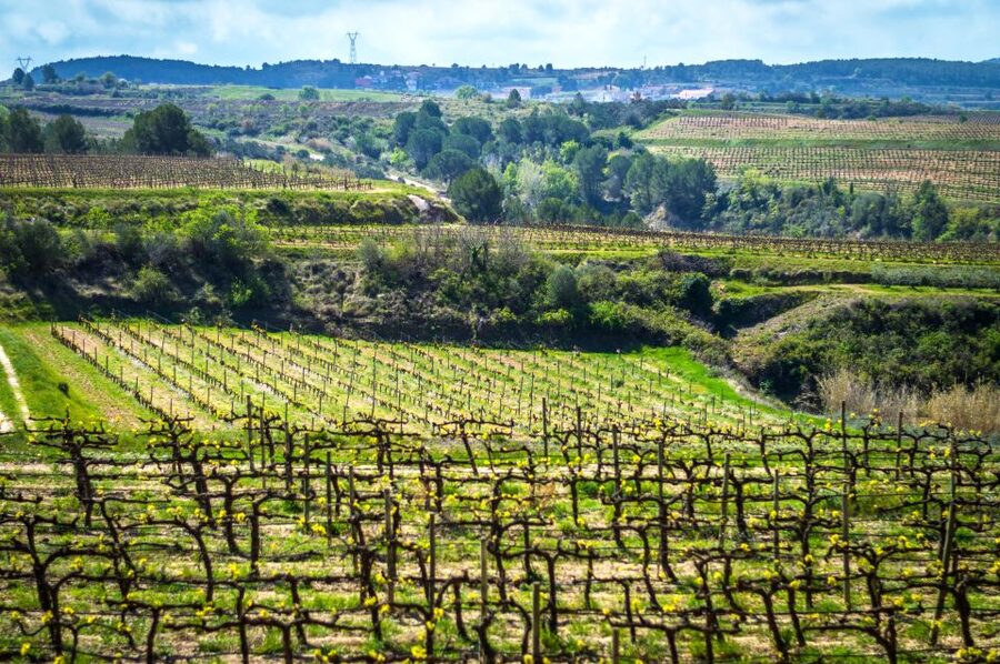 Barcelona: Guided Half-Day Wine and Electric Bike Tour - Pedaling through Penedès: vineyards, forest bits, and guide-led stories