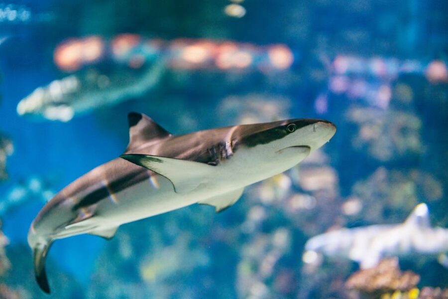 Barcelona: Hop-On Hop-Off Bus & Aquarium Tour - Price and value: when this $73 combo ticket makes sense