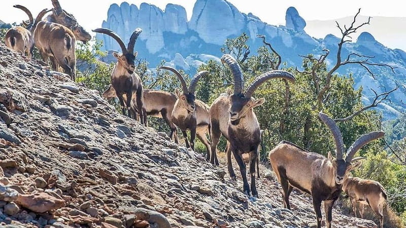 Barcelona: Montserrat Monastery and Natural Park Day Trip - Getting there: the Eixample start and the coach ride