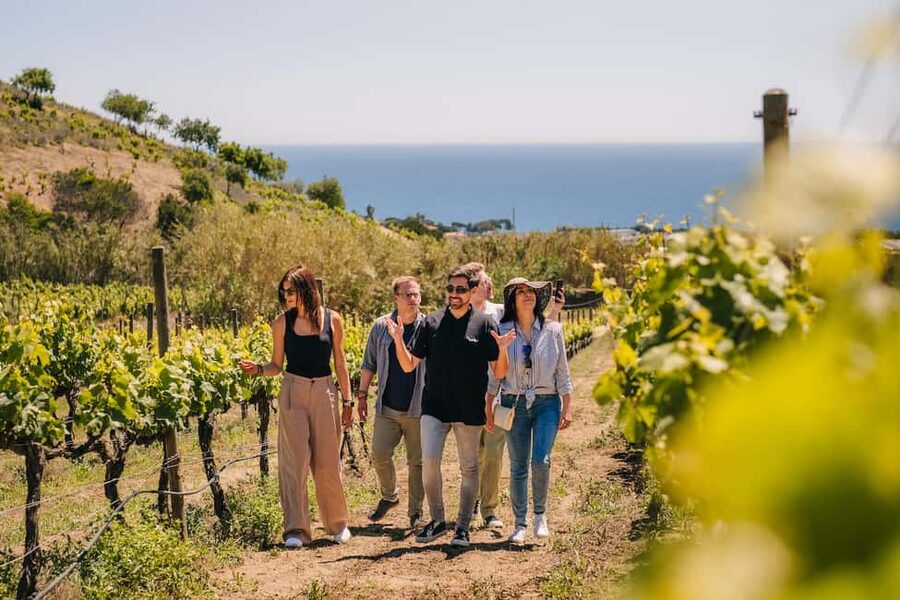 Barcelona: Sailing Cruise & Vineyard Tour with Wine Tasting - What happens on the way back: quick return to Barcelona