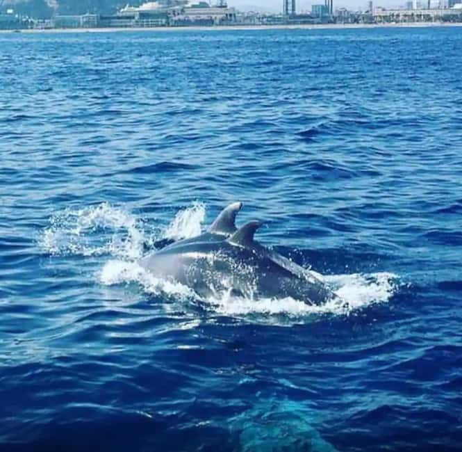 Barcelona: Sailing Tour with Drinks and Snacks - The Mediterranean Swim Stop: How to Prep and What to Expect