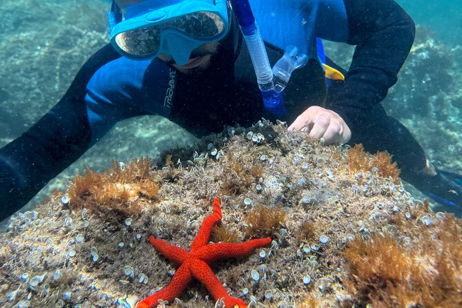 Barcelona Wild Experience: Kayak and Snorkel in Costa Brava - Who should book this Costa Brava kayak and snorkel day?