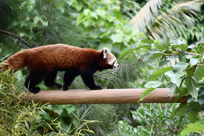 Barcelona Zoo Entrance Ticket - Key highlights to know before you go