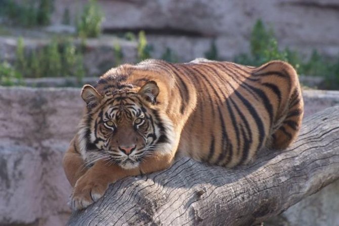 Barcelona Zoo Entrance Ticket - Price and what your money actually buys
