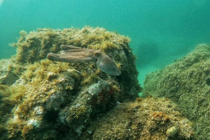 Costa Brava: Scuba Diving Tour, Lunch and a Visit to Tossa de Mar - Beachside Mediterranean Lunch by the Main Strip: What You Should Know