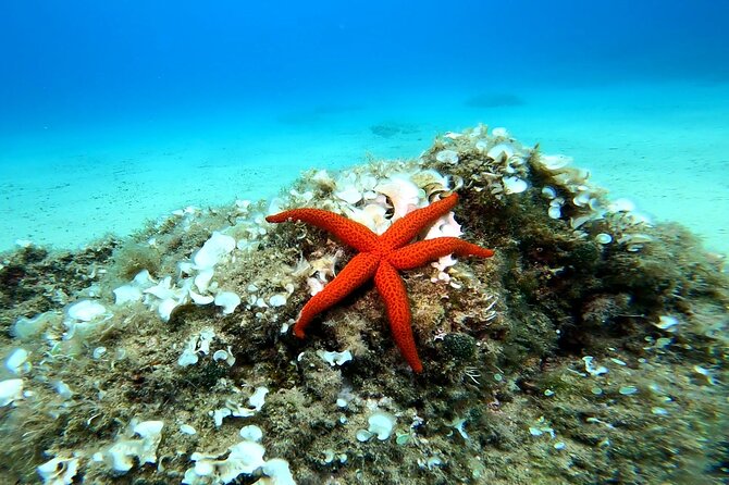 Costa Brava: Scuba Diving Tour, Lunch and a Visit to Tossa de Mar - Group Size and Matias’ Tour Style: Where the Day Feels Personal