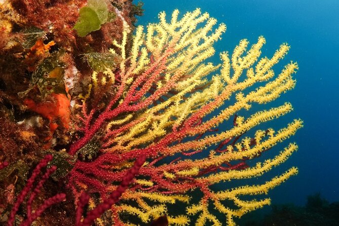 Diving baptism in the Montgrí Natural Park - Price and value: why $95.31 makes sense here
