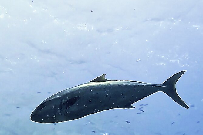 Diving baptism in the Montgrí Natural Park - Should you book this scuba baptism in L’Estartit?