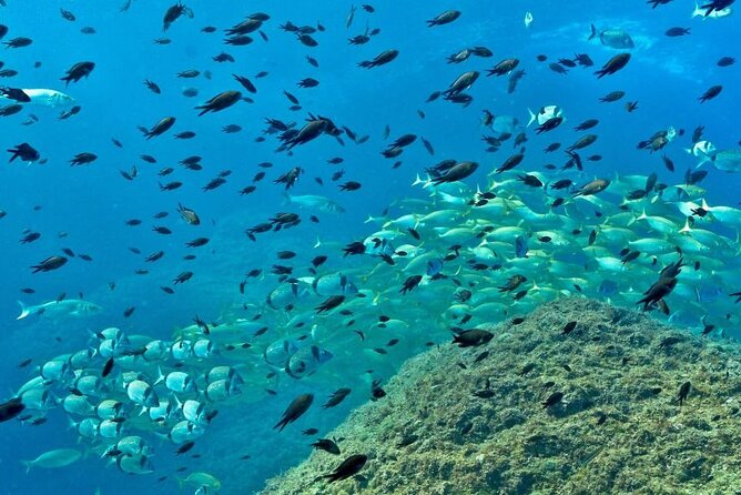 Eco-snorkeling in the Medes Islands - Equipment, wetsuits, and how the guides run the day