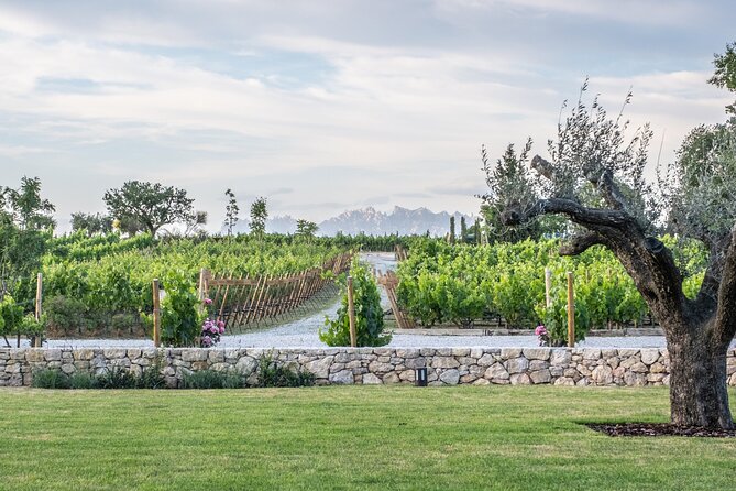 Familia Torres Winery: Gastronomic Tapas & Wine Experience - The Main Event: Catalan Tapas-Style Brunch With Estate Ingredients