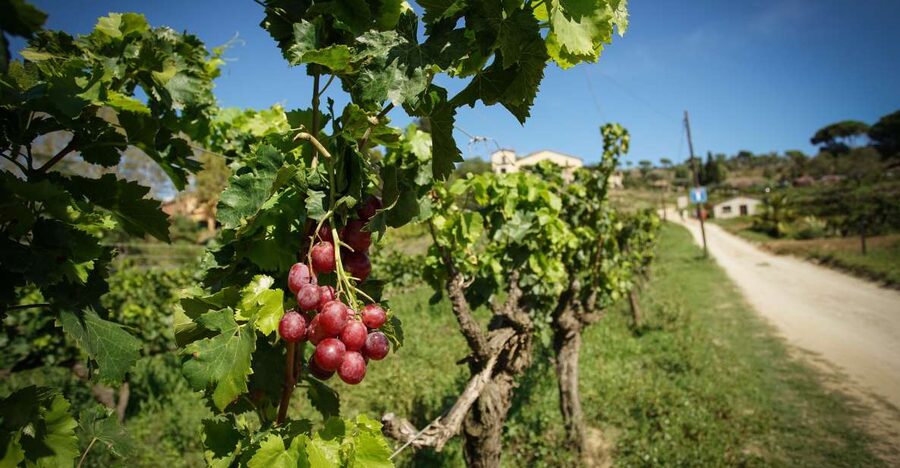 From Barcelona: Sailing and Wine Tasting Experience - Arrival at Alella Harbor: trading city energy for vineyard quiet
