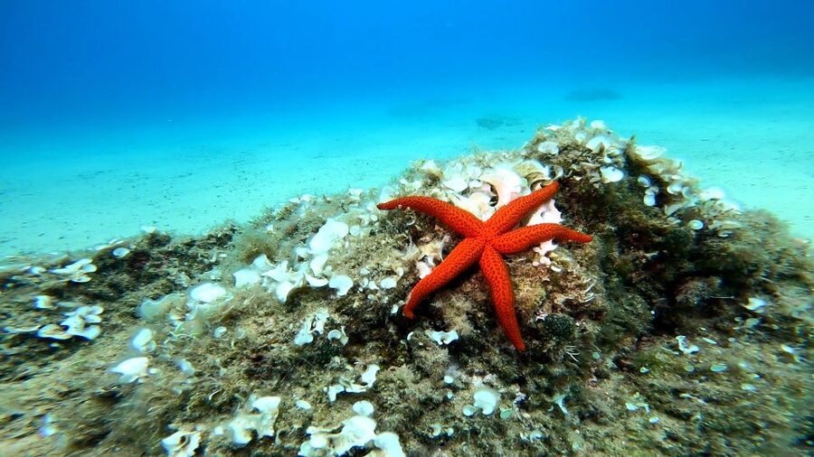From Barcelona: Tossa de Mar Scuba Diving and 3-Course Meal - Key things I’d center in your planning