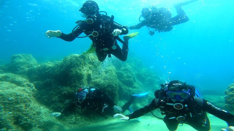 From Barcelona: Tossa de Mar Scuba Diving and 3-Course Meal - Underwater wildlife and what you’ll actually see