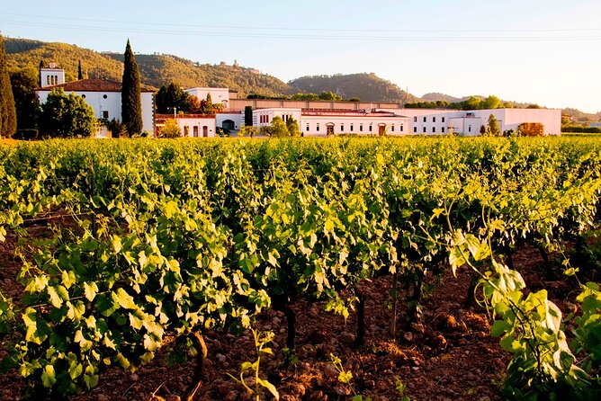 From Barcelona: Wine Cellar Visit in Penedes with Tasting - Should You Book It? My Honest Recommendation