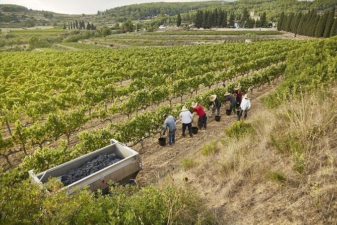 From Barcelona: Wine Cellar Visit in Penedes with Tasting - How Catalonia Makes Wine: Production Lessons That Land With Real Meaning
