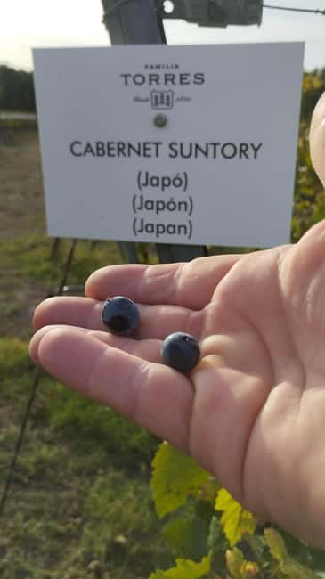 From Sitges: Wine Tasting at 2 Wineries with Hotel Pickup - Stop 2: Second Winery, Second Style, Same Strong Context