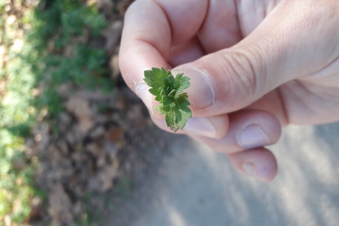Half Day Gastronomic Wild Walk in Girona - Ignacio’s Natural-World Teaching Style (and Why It Feels Personal)