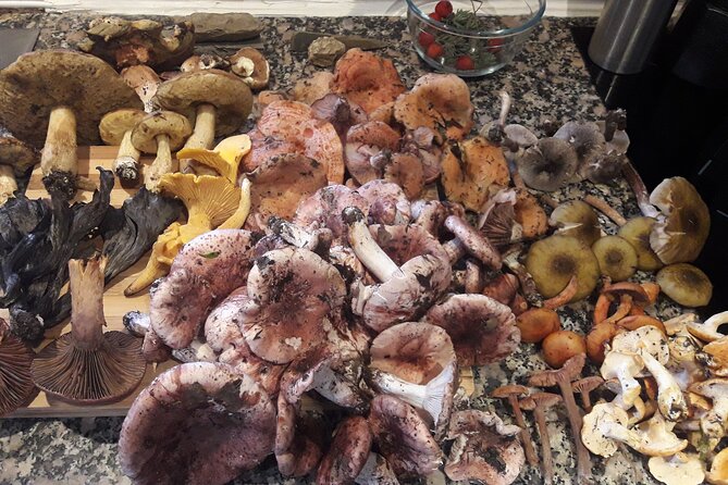 Half Day Gastronomic Wild Walk in Girona - The Foraging Lesson: Learning What Might Be Edible