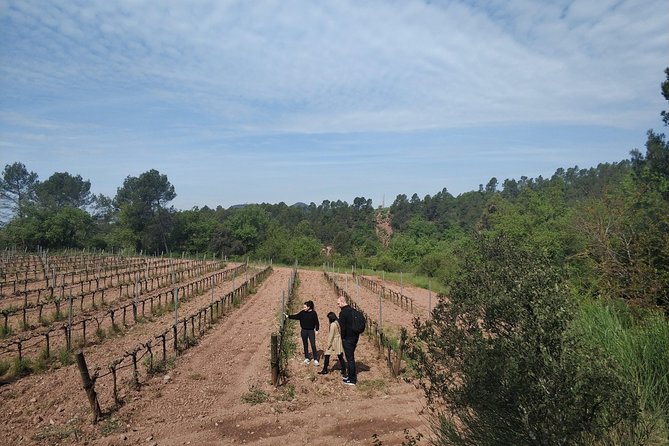 Half Day Private Wine & Oil Tasting Tour near Barcelona with hotel pick up - Learning olive oil the Catalan way in Vall d’Hortons