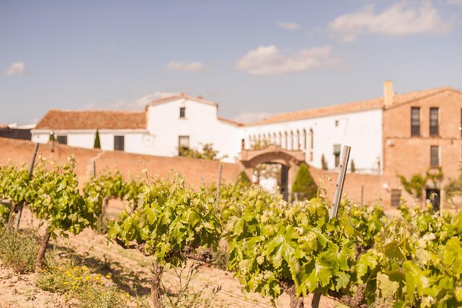 High-End Vineyard Escape: Cava, Tapas & Wine | Private Tour - Oller del Mas: Family ownership, territory, and why still wines matter