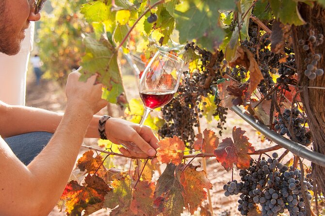 High-End Vineyard Escape: Cava, Tapas & Wine | Private Tour - Ca n’Estella: An 18th-century masia and Anna Vidal’s cava world