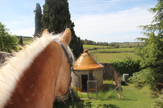 Horseback Ride, Penedes, Wine Tasting & Tapas Private Tour - Pares Balta: guided winery visit plus wine tasting