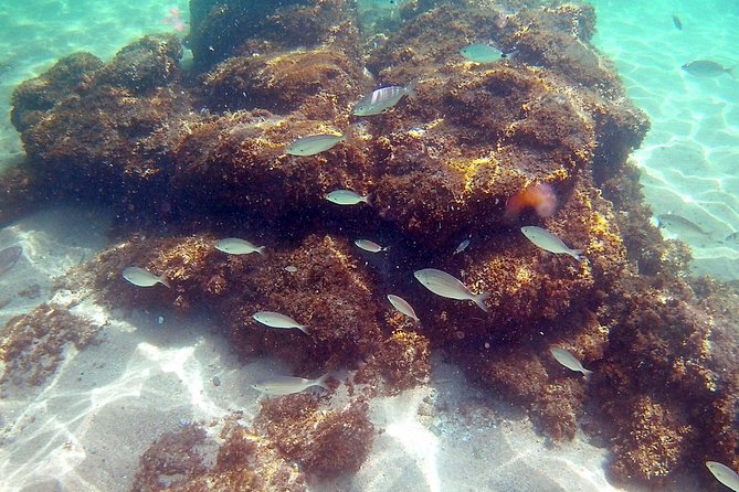 Kayak excursion in Playa de Aro - Should You Book This Kayak and Snorkel Excursion?