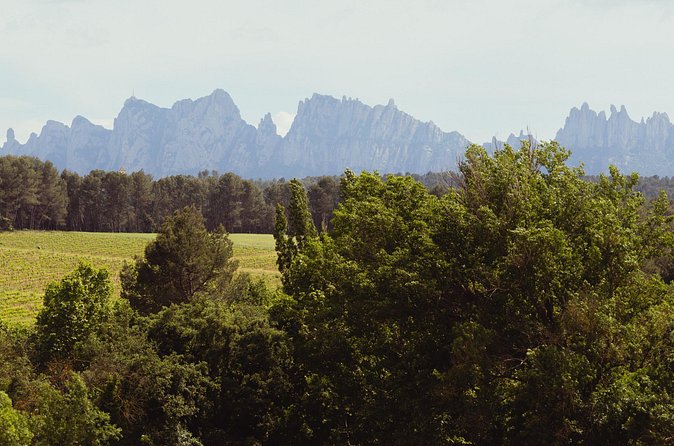 Montserrat & Boutique Winery with Catalan Brunch | Private Tour - Transportation in a private Mercedes van, with an expert guide