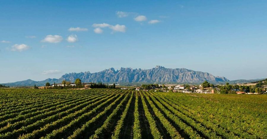 Montserrat & Cava Wineries Day Trip from Barcelona w/ Pickup - Key highlights you’ll feel right away