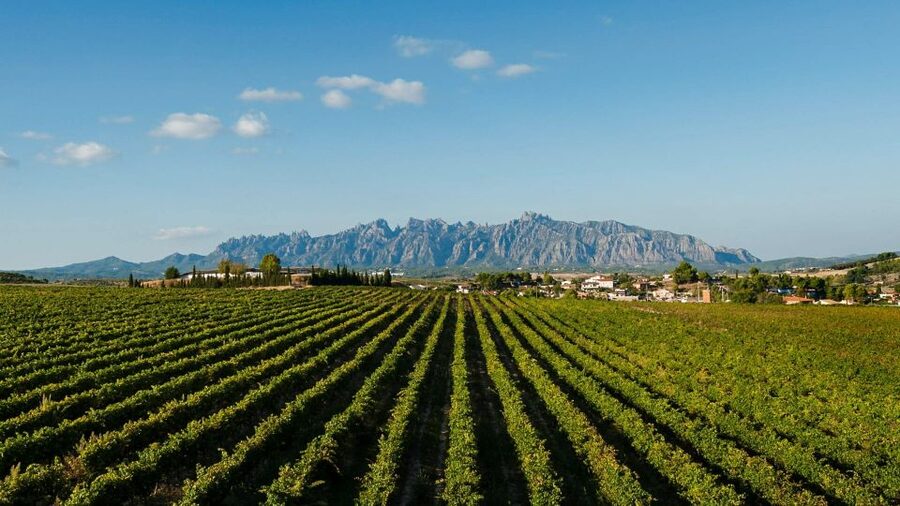 Montserrat & Cava Wineries Day Trip from Barcelona w/ Pickup - Price and Value: What $112 Really Buys