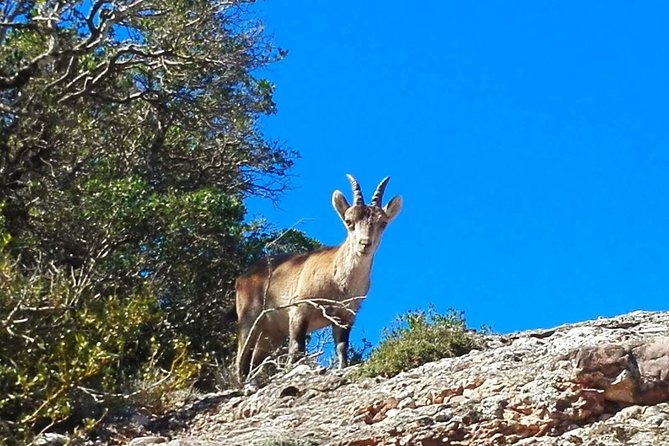 Montserrat Land of Shrines - One Day Small Group Hiking Tour from Barcelona - Pace and terrain: who this suits, and who should think twice