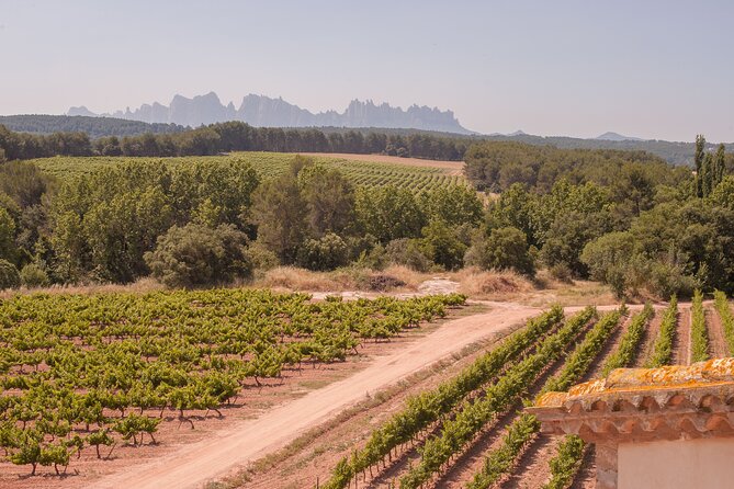Montserrat with Black Madonna, Winery Tour & Lunch | Private Tour - Oller del Mas winery tour: organic methods and the native grape angle